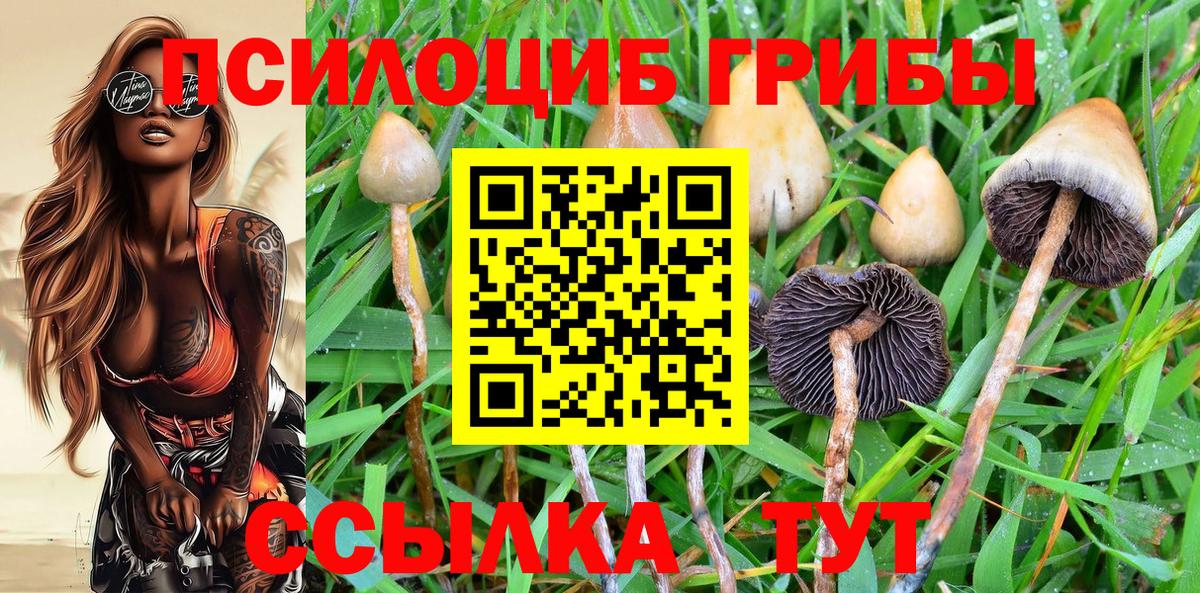 Галлюциногенные грибы Magic Shrooms  купить наркотик  Алексин  Вход с VPN  Псилоцибиновые грибы GOLDEN TEACHER 